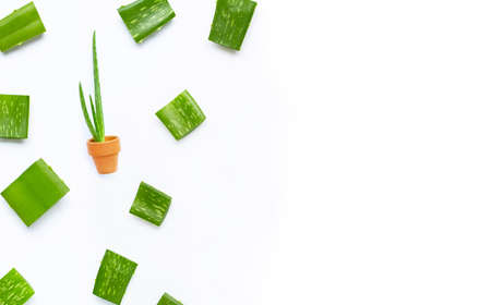 Aloe vera is a popular medicinal plant for health and beauty, on white background. Copy spaceの写真素材