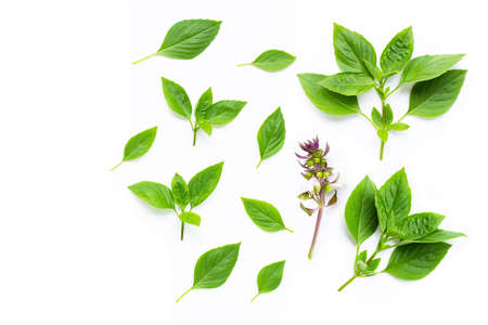 Sweet Basil leaves on white background.