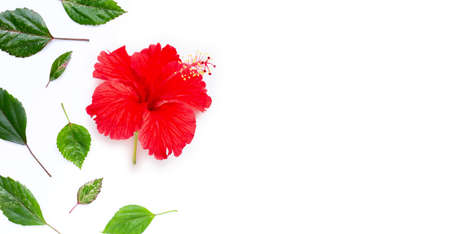 Hibiscus flower with leaves on white background. Copy spaceの写真素材