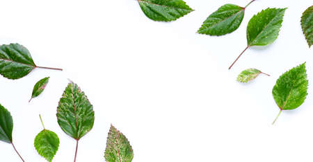 Frame made of Hibiscus flower leaves on white background. Copy space