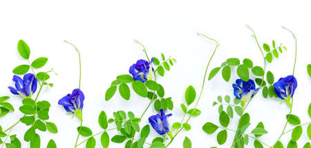 Butterfly pea flower with leaves on white background. Top viewの写真素材