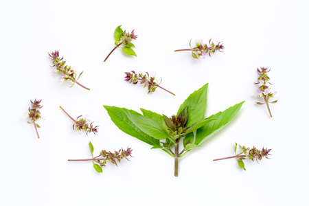 Sweet Basil leaves with flower on white background.