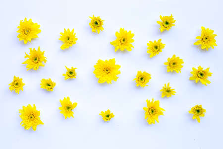 Composition of yellow flowers. Chrysanthemums on white background.の写真素材