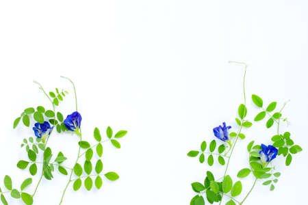 Butterfly pea flower with leaves on white background. Top viewの写真素材