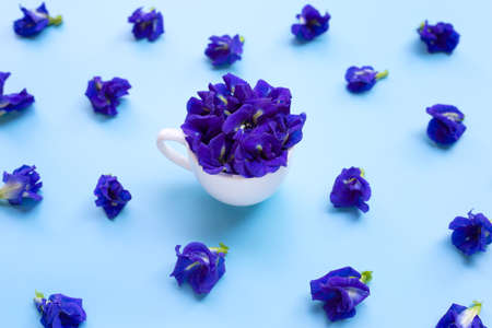 Blue butterfly pea flower with white cup on blue background.