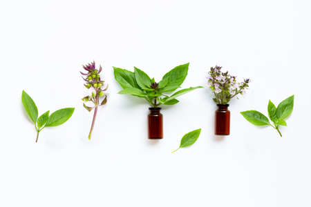 Essential oil bottle glass with  sweet basil leaves and flower on white background.