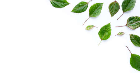 Hibiscus flower leaves on white background. Copy space