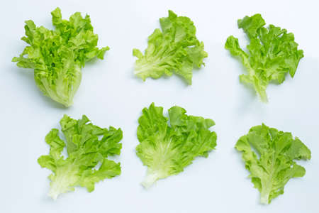 Green Oak Lettuce on white background.の写真素材