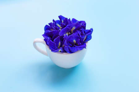 Blue butterfly pea flower in white cup on blue background.の写真素材