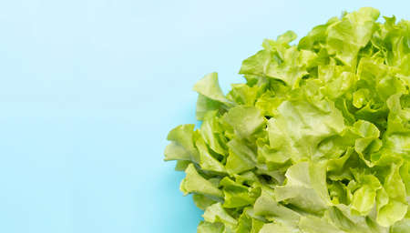 Green Oak Lettuce on blue background. Copy spaceの写真素材