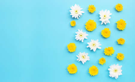 Chrysanthemum flower on blue background. Copy space