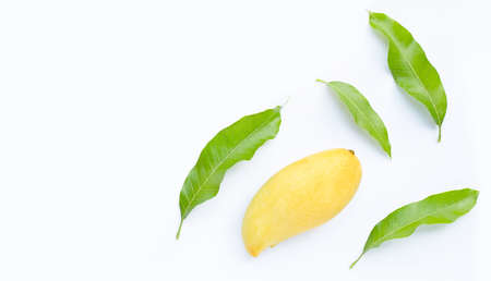 Tropical fruit, Mango  on white background. Top view