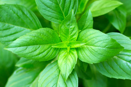 Fresh sweet basil leaves plant. Top view