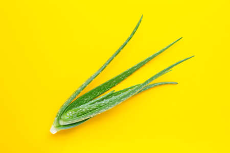 Aloe vera is a popular medicinal plant for health and beauty, on yellow background.の写真素材
