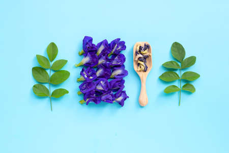Dry Butterfly pea flower with green leaves on blue background. Top viewの写真素材