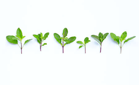 Holy basil leaves on white background. Copy spaceの写真素材