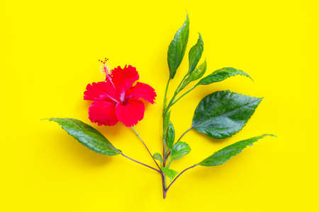 Hibiscus flower with leaves on yellow background. Top viewの写真素材