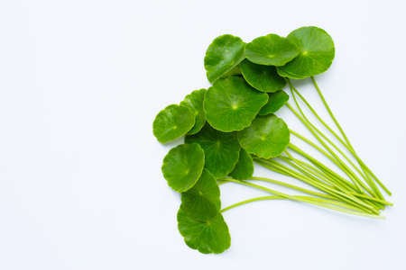 Fresh green centella asiatica leaves or water pennywort  plantの写真素材