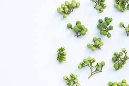 Turkey berry isolated on white backgroundの写真素材
