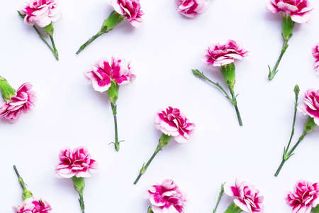 Pink carnation flower on blue background.  Top viewの写真素材