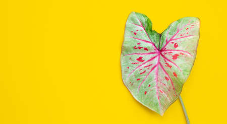 Red green caladium leaves on yellow background. Copy spaceの写真素材