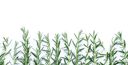 Rosemarry leaves on white background. Copy spaceの写真素材