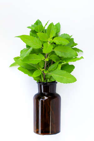 Fresh holy basil leaves with essential oil bottle on white background. の写真素材
