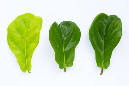 Ficus lyrate leaves on white background.