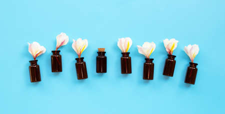 Essential oil with plumeria or frangipani flower on blue background. Top viewの写真素材