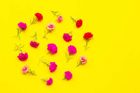 Moss-rose on yellow background. Top viewの写真素材