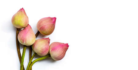 Pink lotus flower on white background. Top view with copy spaceの写真素材