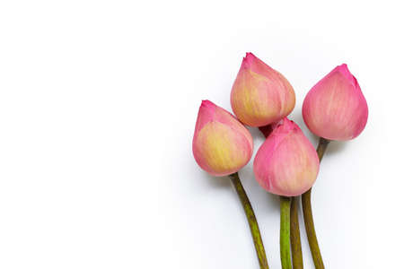 Pink lotus flower on white background. Top viewの写真素材