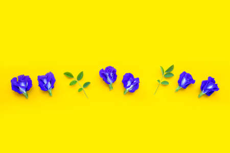 Blue butterfly pea flower on yellow background. Top viewの写真素材