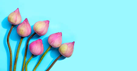 Pink lotus flower on blue background. Copy spaceの写真素材