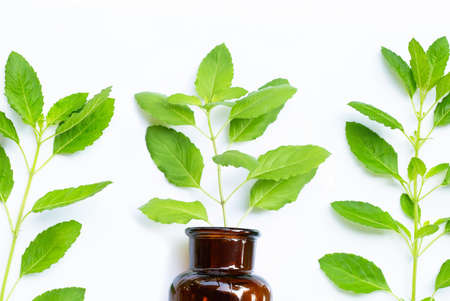 Fresh holy basil  leaves with essential oil bottle on white background. Top viewの写真素材