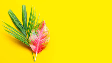 Colorful aglaonema leaf with tropical palm leaf on yellow background. Copy space