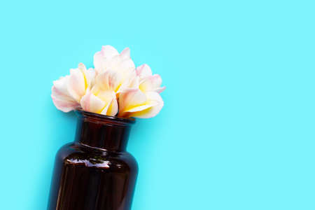 Essential oil with plumeria or frangipani flower on blue background.  Copy spaceの写真素材