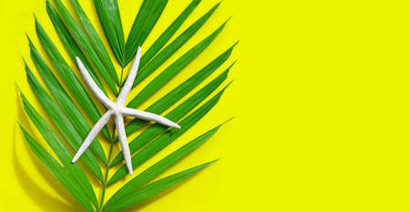 Starfish on tropical palm leaves on yellow background. Enjoy summer holiday concept. Copy spaceの写真素材