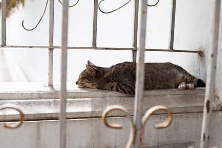 Cat sleeping on the cement wall.の写真素材