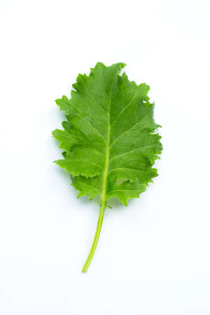 Kale leaf on white background. Top viewの写真素材
