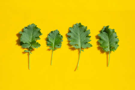 Kale leaves on yellow background. Top view