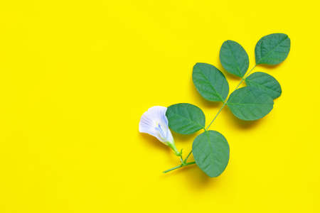 Butterfly pea, White blue flower with leaves on yellow background. Copy space