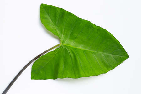 Green taro  leaves isolated on white background.の写真素材