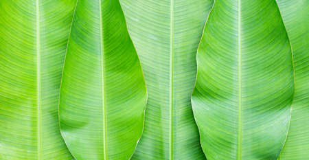 Green banana leaves for background. Top view