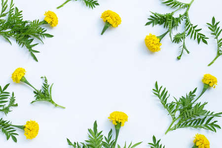 Frame made of marigold flower on white background.