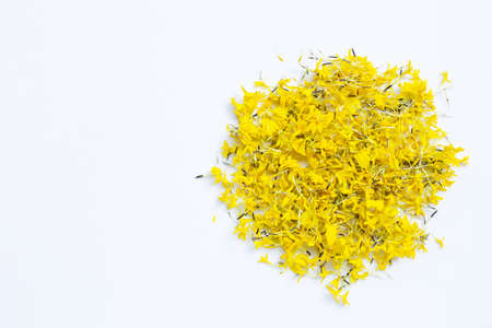 Marigold flower petals on white backgroundの写真素材