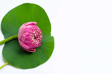 Lotus flower on white background. Top view