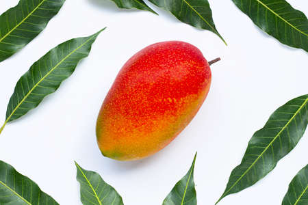 Tropical fruit, Mango with leaves on white background. Top viewの写真素材