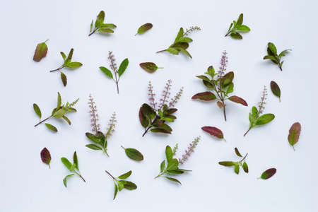 Fresh holy basil leaves with flower on white background.の写真素材