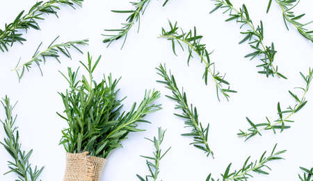 Fresh rosemary isolated on white background.の写真素材